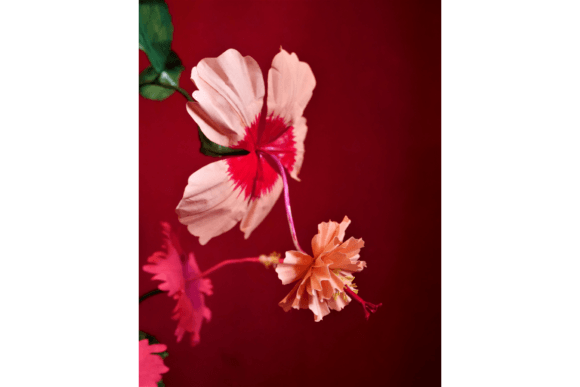 Rosa-Sinensus Hibiscus: 3D SVG Paper Flowers
